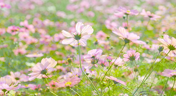 「はたけサロン」のコスモス