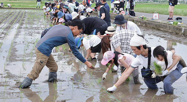 田植え体験