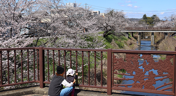 新境川・市民公園の桜
