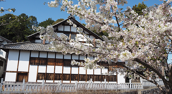 各務野櫻苑の桜の写真
