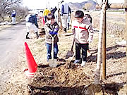 桜の植樹の写真