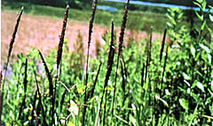 畑の植物の写真