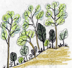 里山の森林の植物の写真