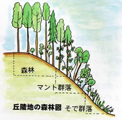 里山の森林の縁の構成の図