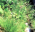 河川敷の植物の写真