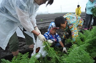 収穫のようす
