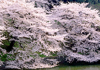 市民の花木　さくらの写真