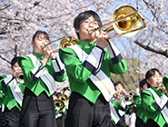 第43回桜まつり「20万人の広場」の写真