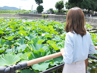 翠池のハスの花の写真