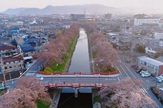 写真：ドローン・桜