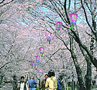 百十郎桜の写真