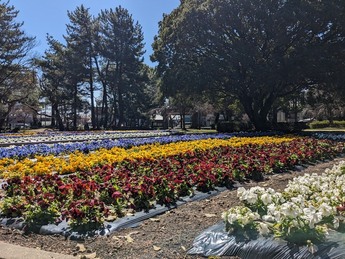 市民公園花壇の写真です