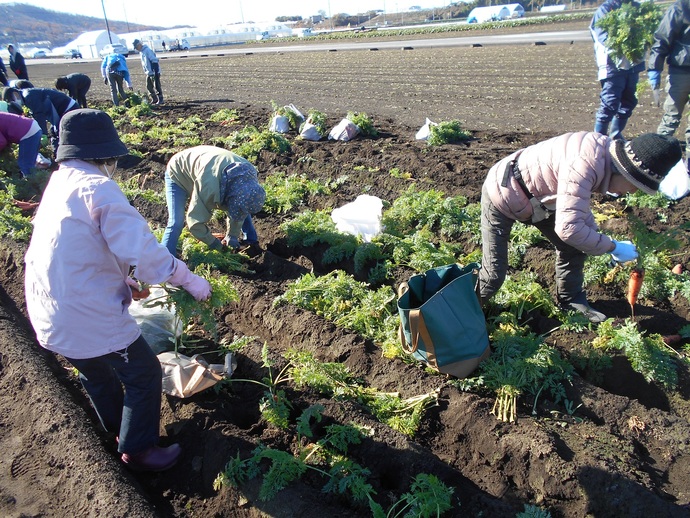 にんじん収穫の様子