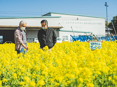 菜の花を眺めるサロンの参加者の写真