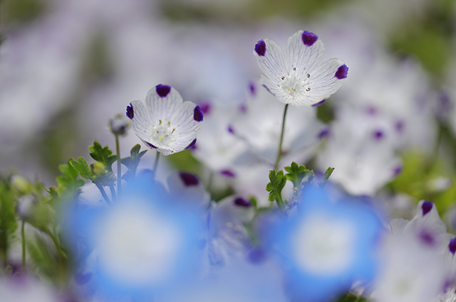 「持田池花園情景」の写真