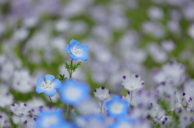 「持田池花園情景」の写真