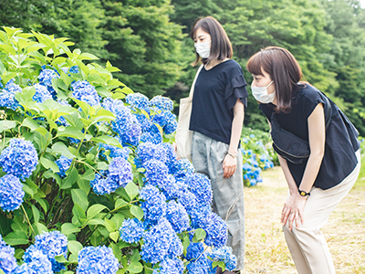 アジサイを見る女性の写真