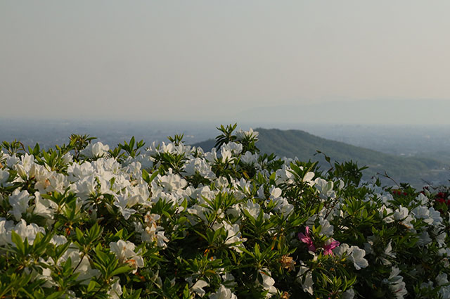 「伊木山とツツジ」の写真