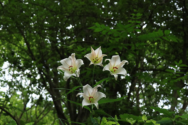 「ささゆり」の写真