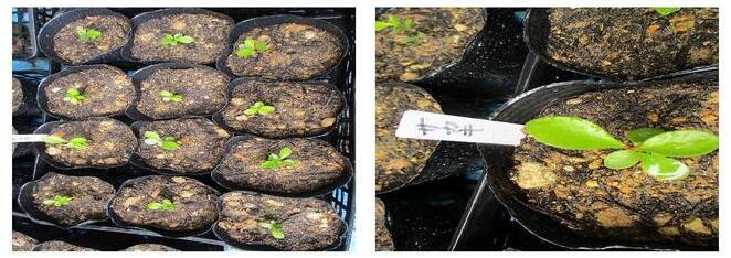 令和4年7月26日 サカキが発芽しました。