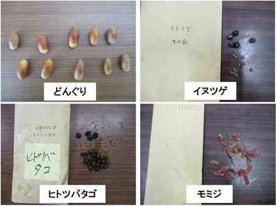 「各務野自然遺産の森」で拾ったタネの写真です。