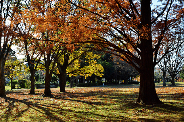 「市民公園・学びの森風景」の写真