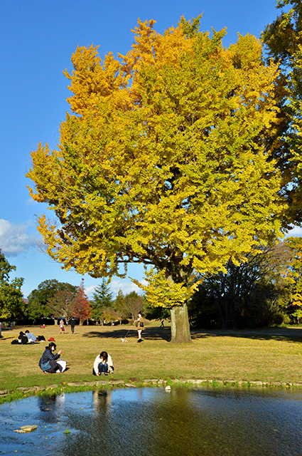 「市民公園・学びの森風景」の写真