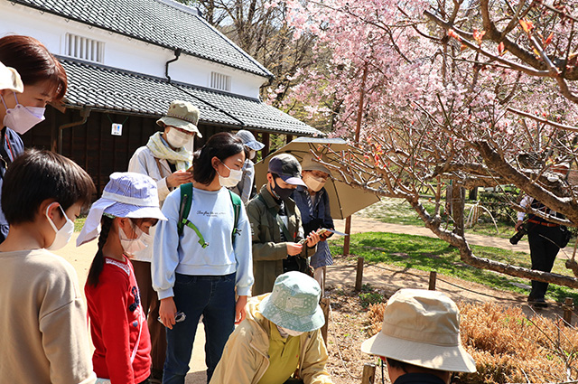 「植物博士と歩く！春の植物観察会〜スミレ～」の写真