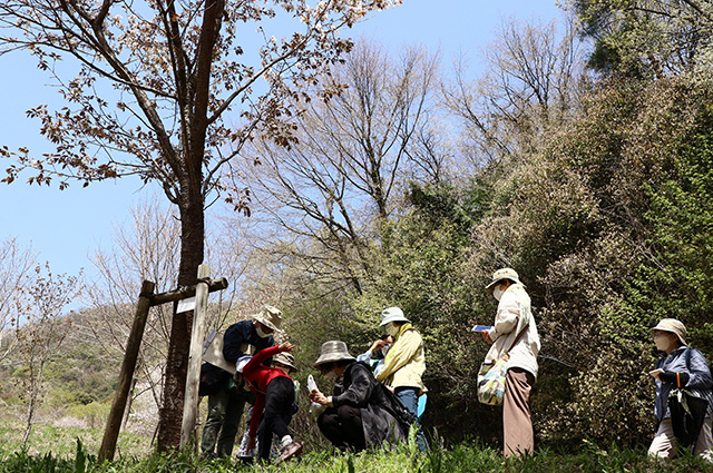 「植物博士と歩く！春の植物観察会〜スミレ～」の写真