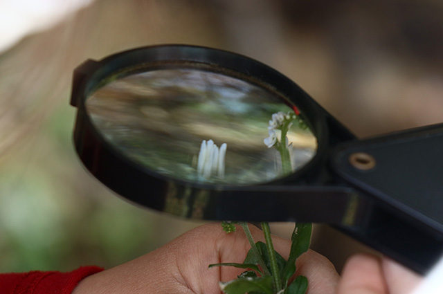 「植物博士と歩く！春の植物観察会〜スミレ～」の写真