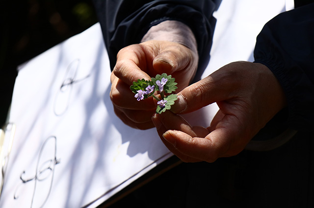 「植物博士と歩く！春の植物観察会〜スミレ～」の写真