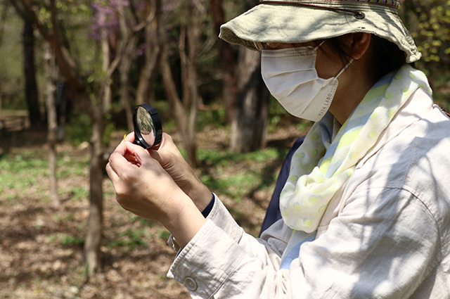 「植物博士と歩く！春の植物観察会〜スミレ～」の写真