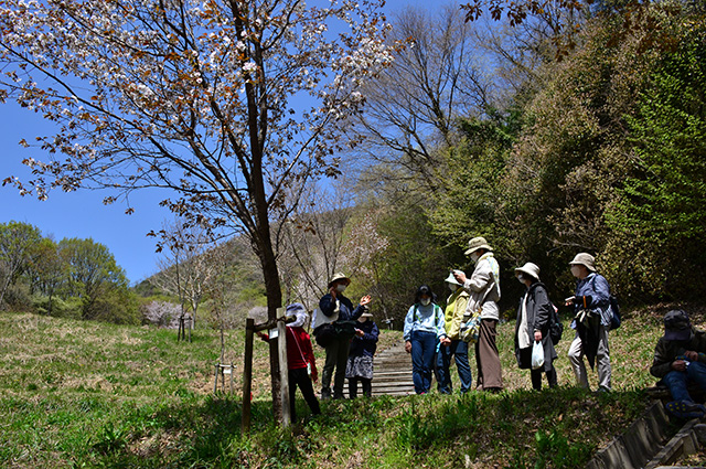「植物博士と歩く！春の植物観察会〜スミレ～」の写真