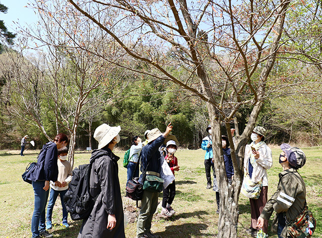 「植物博士と歩く！春の植物観察会〜スミレ～」の写真