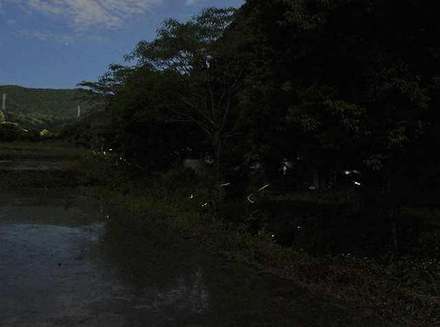 大安寺川ホタルまつりの写真