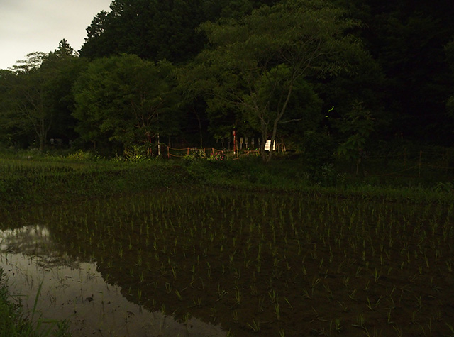 大安寺川ホタルまつりの写真