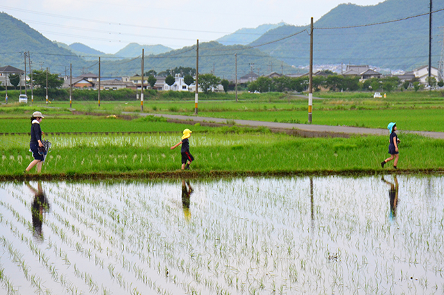 稲作体験の写真
