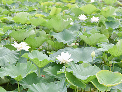 ハスの花の写真