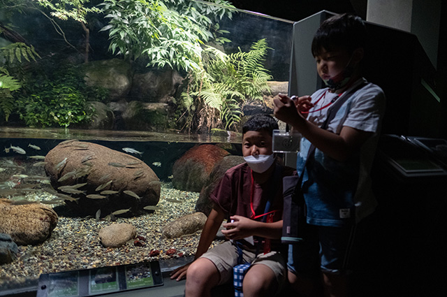 水生生物の教室（夜の水族館）の写真