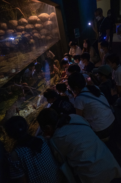 水生生物の教室（夜の水族館）の写真