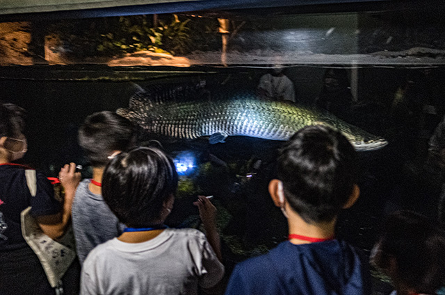 水生生物の教室（夜の水族館）の写真