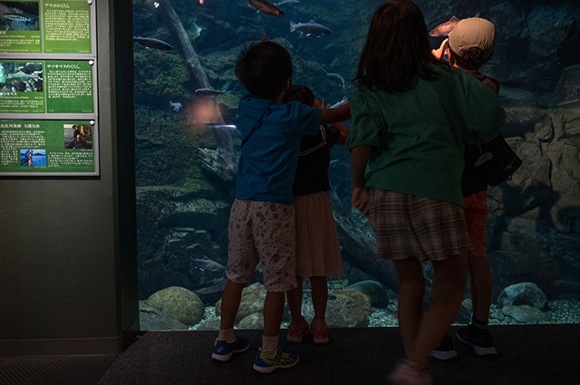 水生生物の教室（夜の水族館）の写真