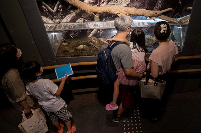 水生生物の教室（夜の水族館）の写真