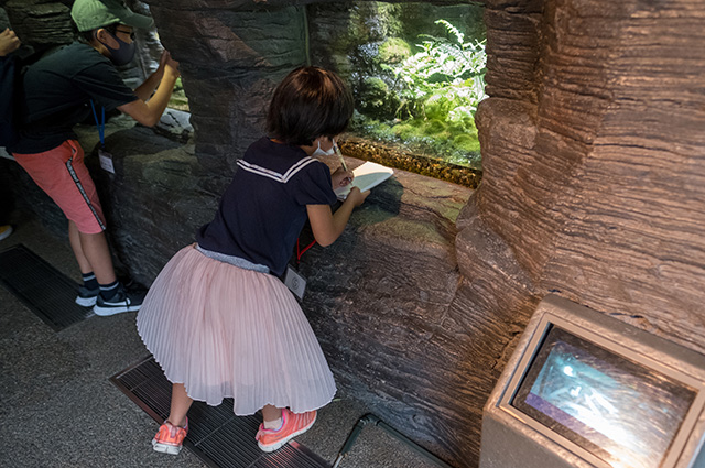 水生生物の教室（夜の水族館）の写真