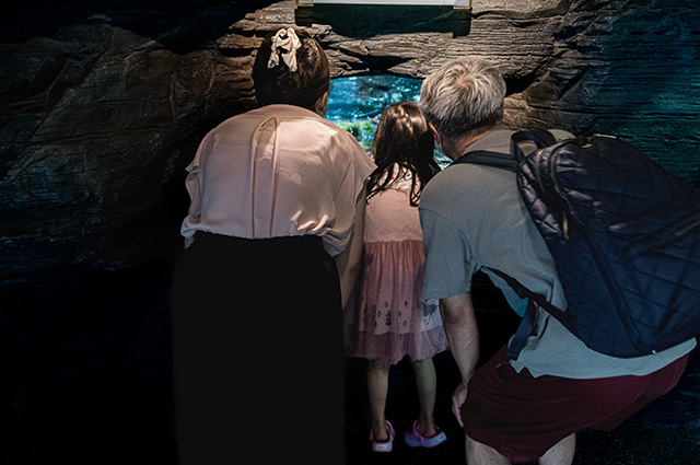 水生生物の教室（夜の水族館）の写真