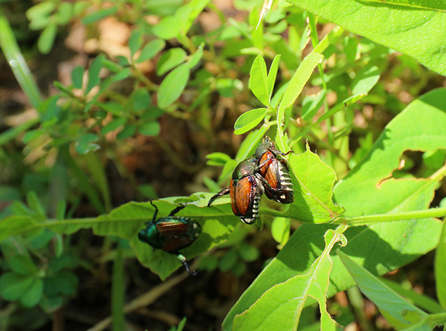 自然体験塾「盛夏の昆虫おもしろ楽習」の写真