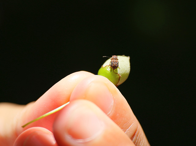 自然体験塾「盛夏の昆虫おもしろ楽習」の写真