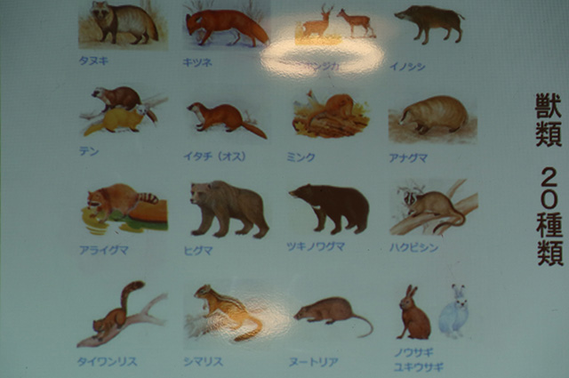 自然体験塾「お母さんハンターによるワークショップ～鹿の角のクラフト～」の写真