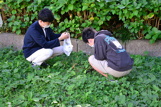 各務野科学ラボ第3回「身近な生き物の観察」の写真