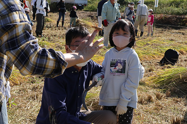 稲刈り体験の写真